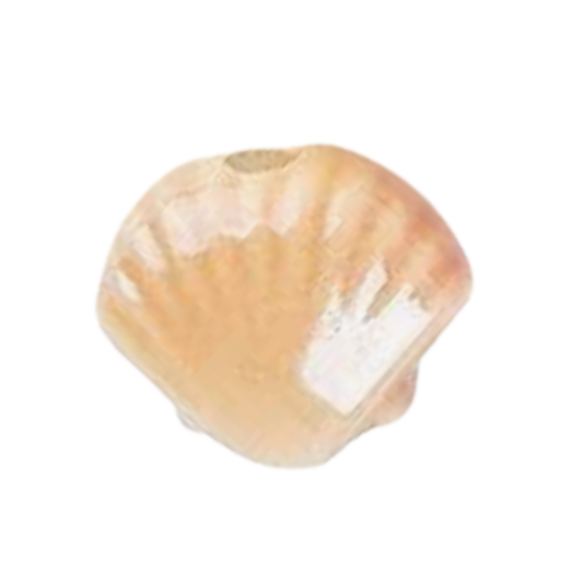 Shell Ceramic