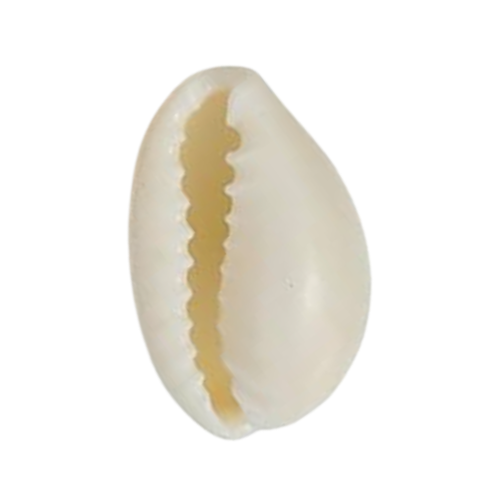 Shell